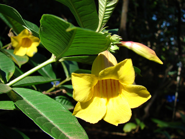 Allamanda schottii