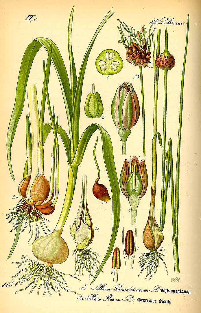 Allium ampeloprasum