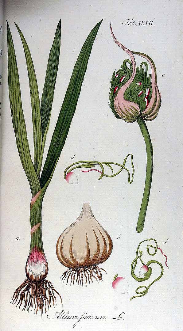 Allium sativum