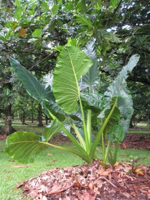 Alocasia macrorrhizos