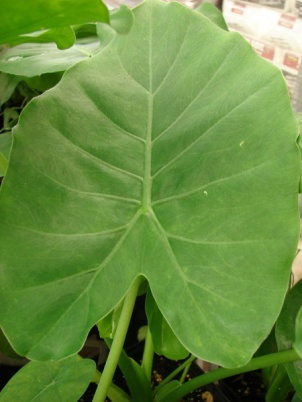 Alocasia odora