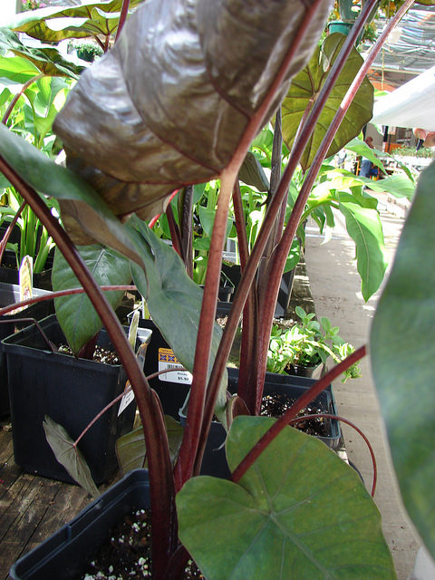 Alocasia plumbea