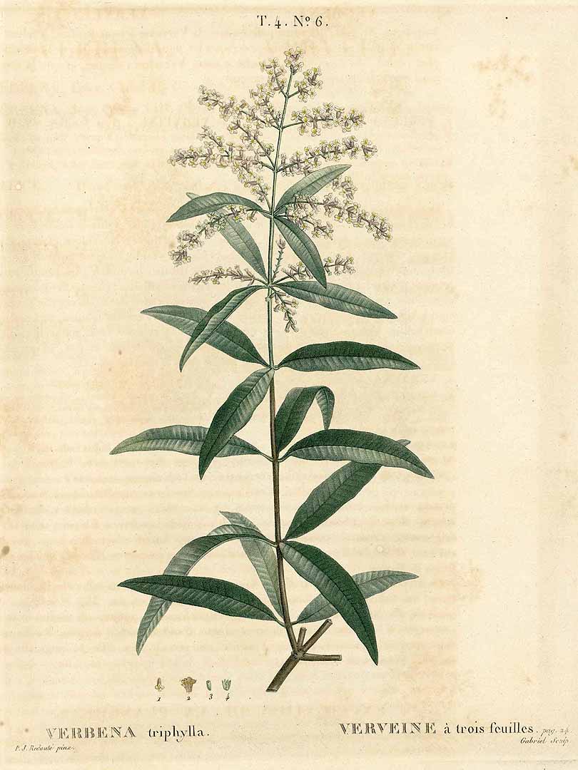 Aloysia citriodora