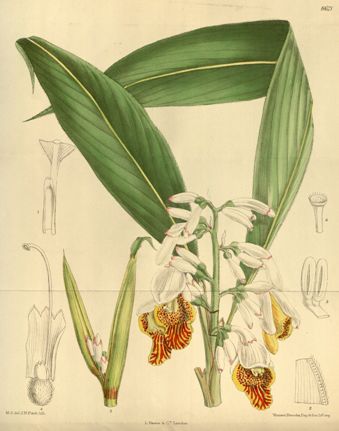 Alpinia mutica