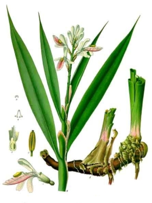 Alpinia officinarum