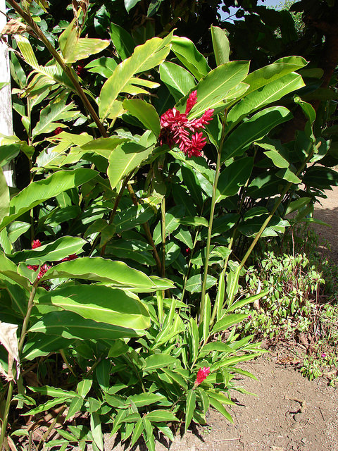 Alpinia purpurata