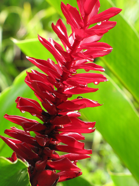 Alpinia purpurata