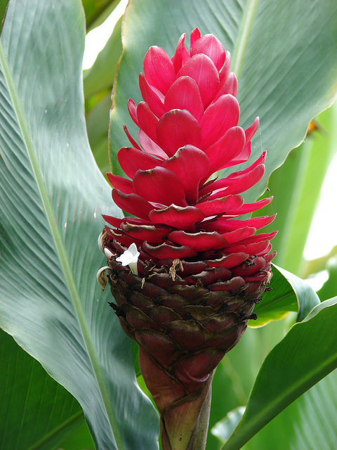 Alpinia purpurata