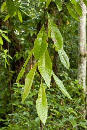 Alstonia macrophylla