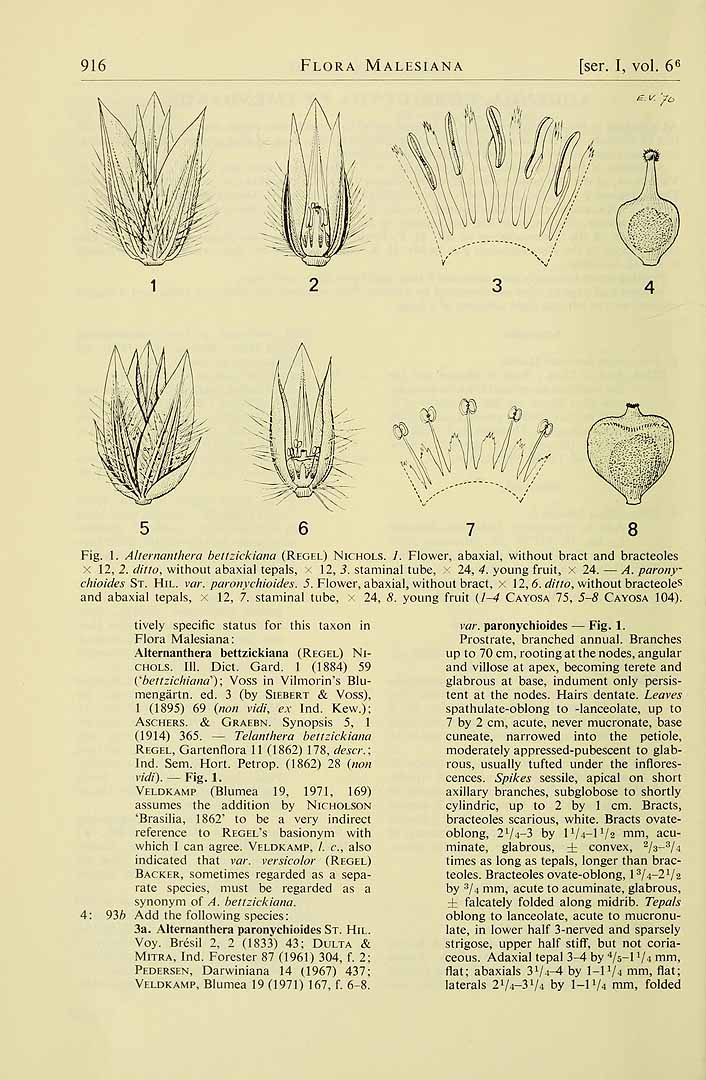 Alternanthera bettzickiana