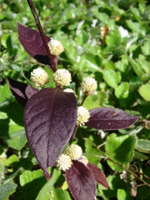 Alternanthera brasiliana