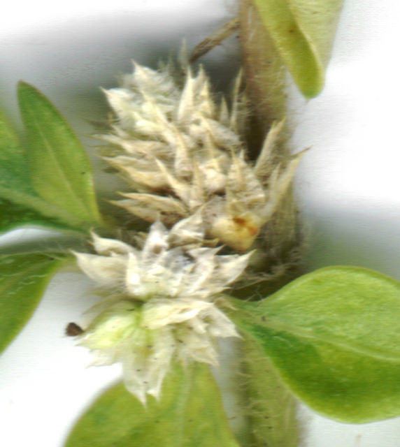 Alternanthera caracasana