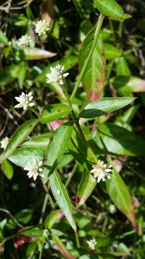 Alternanthera flavescens