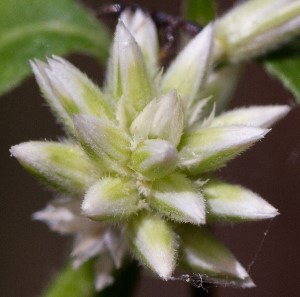 Alternanthera flavescens