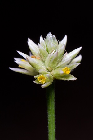 Alternanthera flavescens