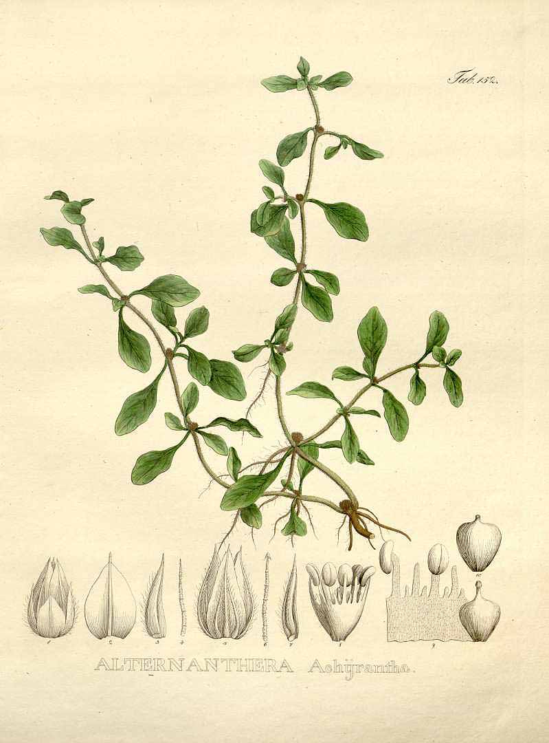 Alternanthera pungens