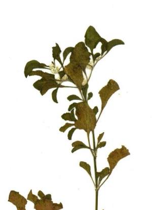 Alternanthera paronichyoides