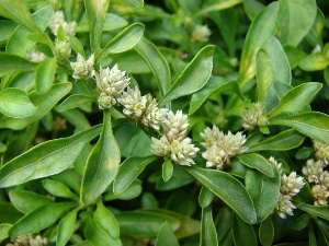 Alternanthera ficoidea