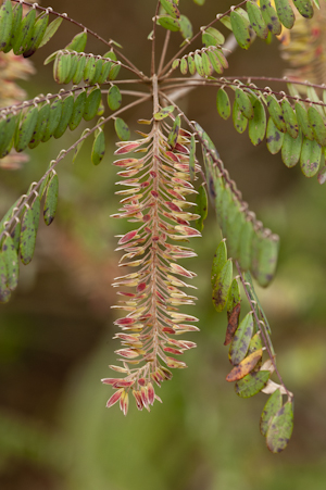 Alvaradoa amorphoides