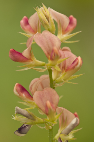 Alysicarpus vaginalis