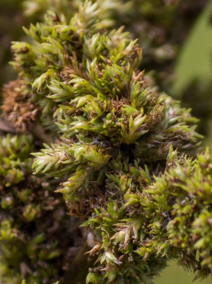 Amaranthus australis