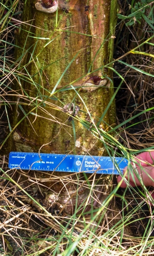 Amaranthus australis