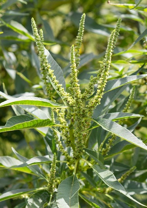 Amaranthus australis