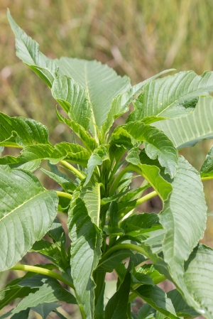 Amaranthus australis