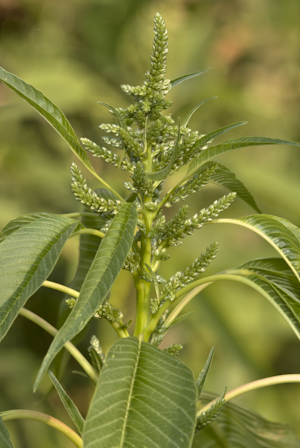 Amaranthus australis