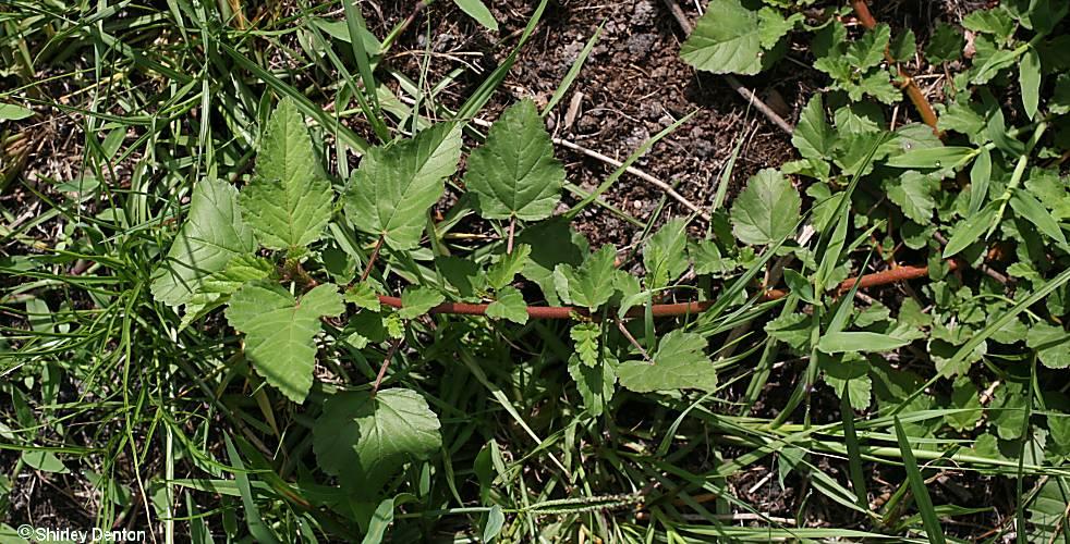 Amaranthus blitum