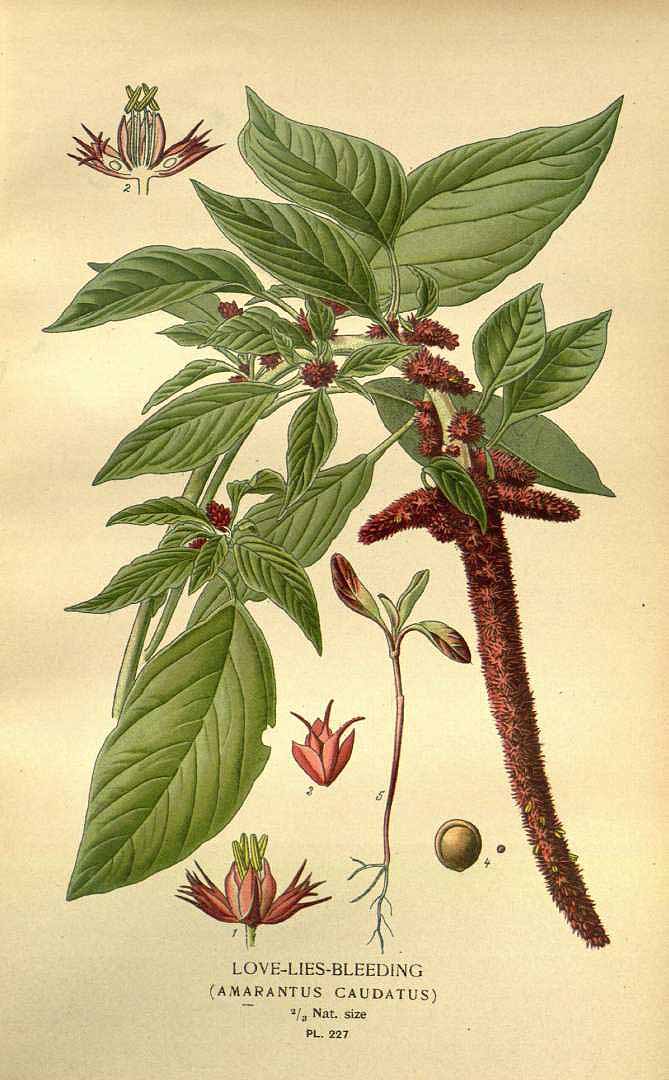 Amaranthus caudatus