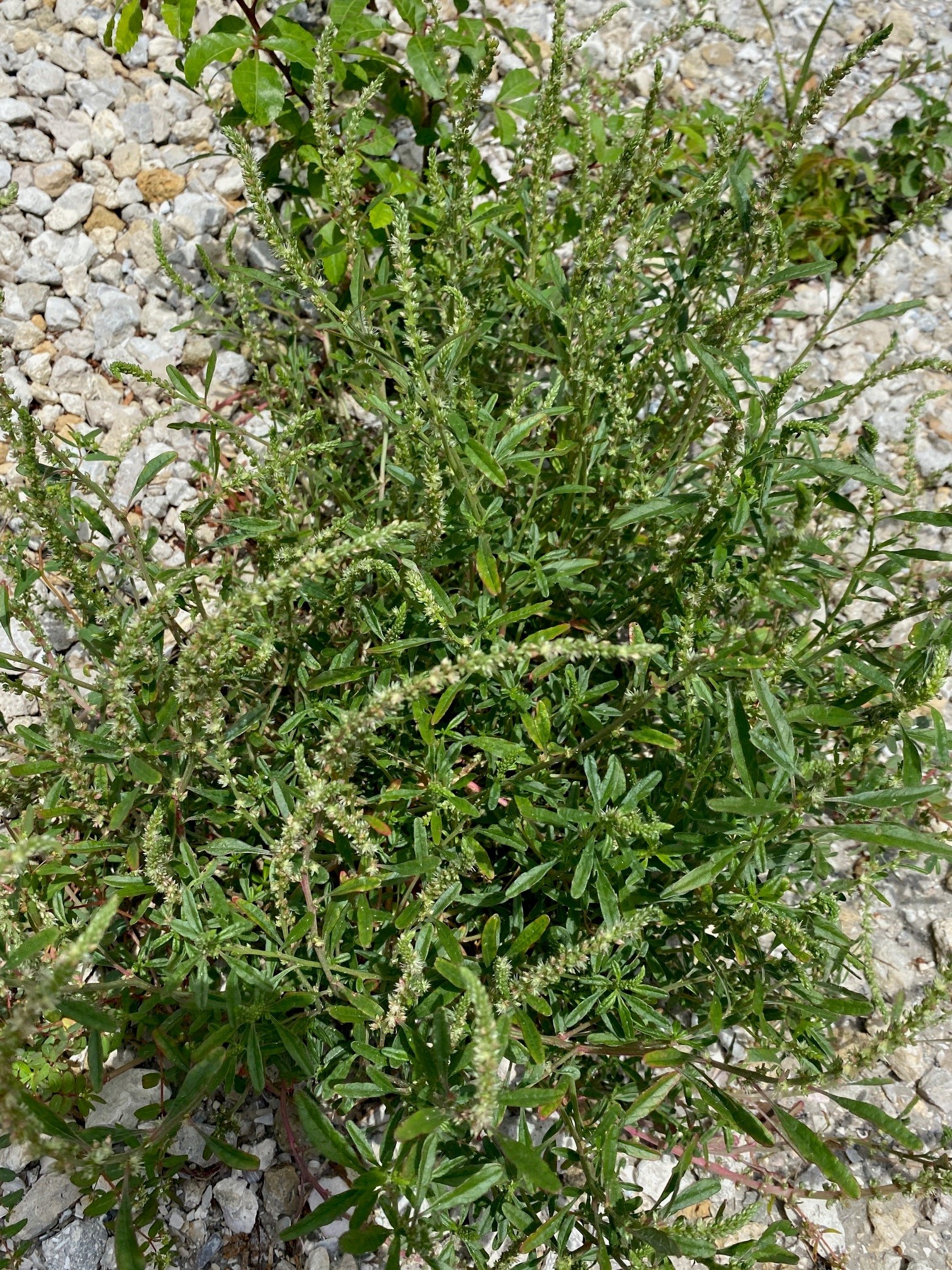 Amaranthus floridanus