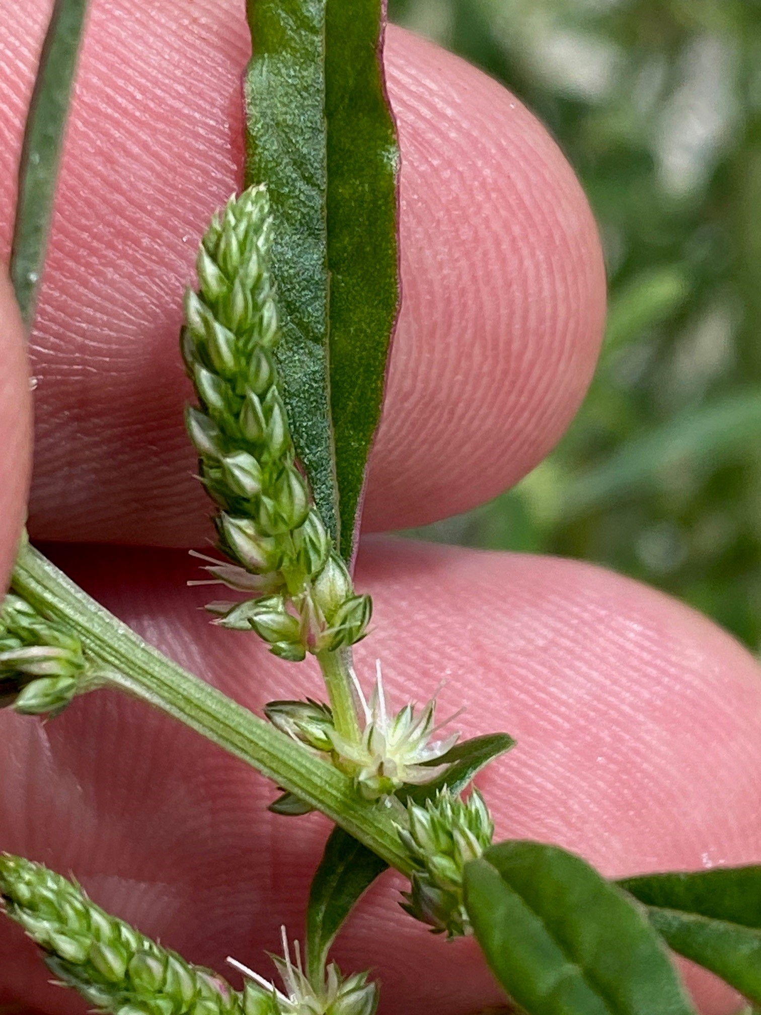 Amaranthus floridanus