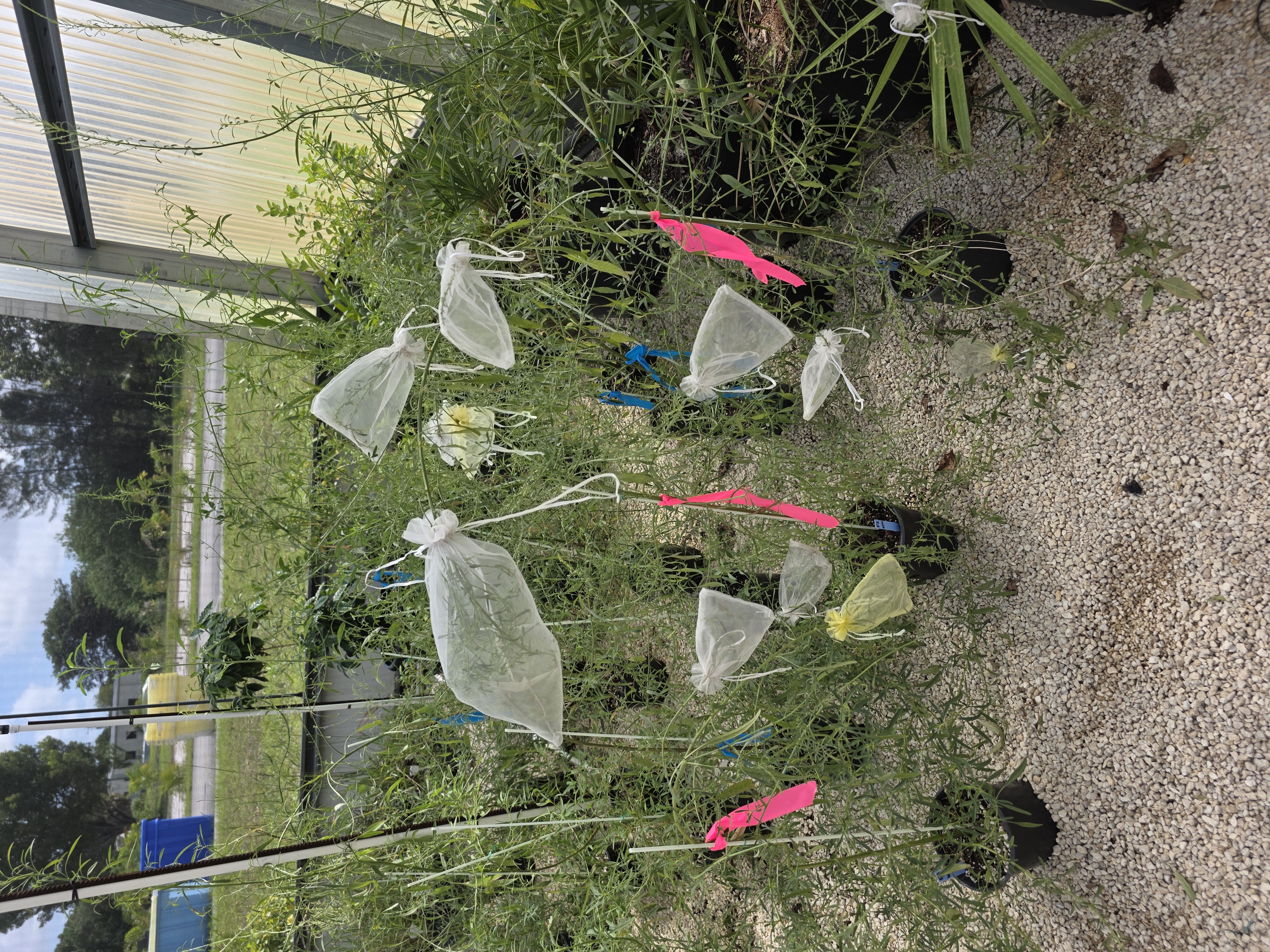 Amaranthus floridanus