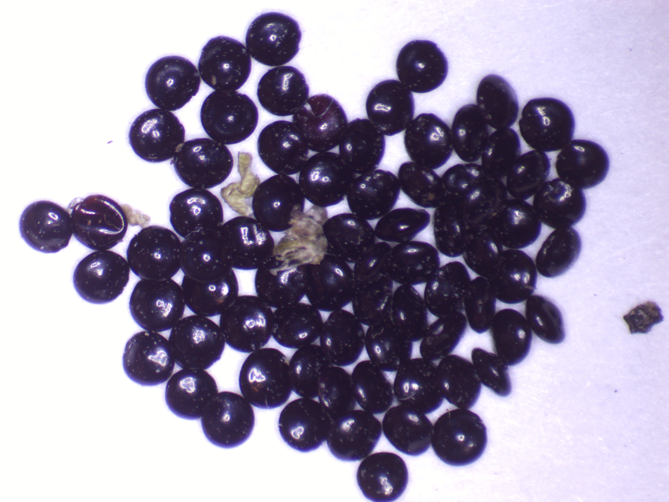 Amaranthus floridanus