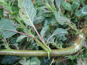 Amaranthus spinosus