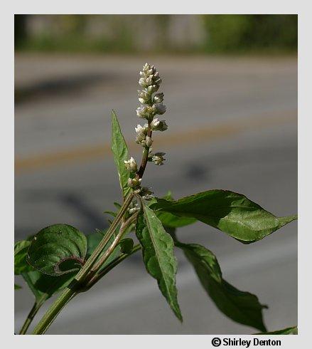 Amaranthus viridis