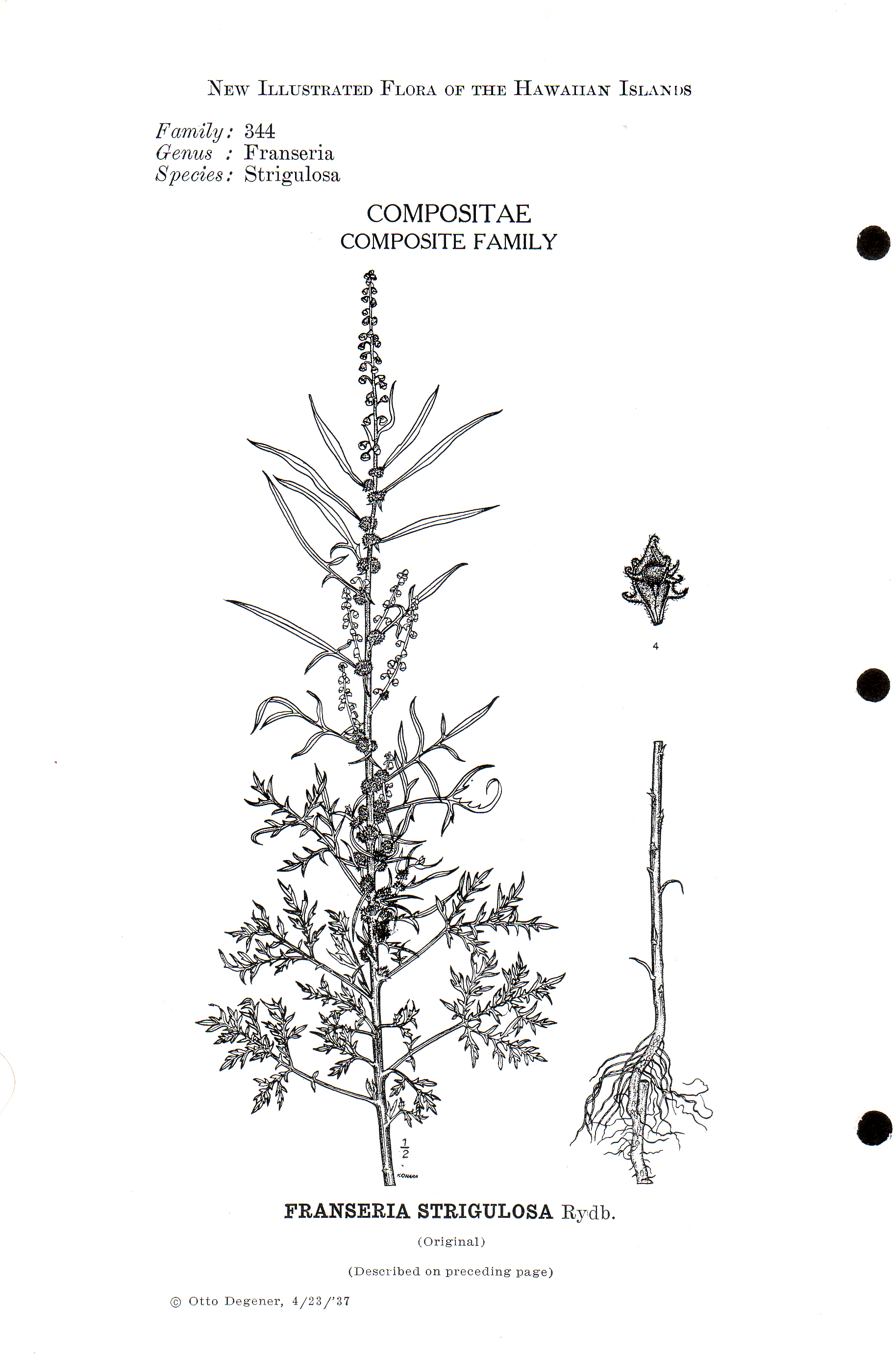 Ambrosia confertiflora