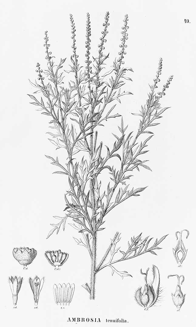 Ambrosia tenuifolia