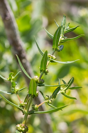 Ammannia latifolia