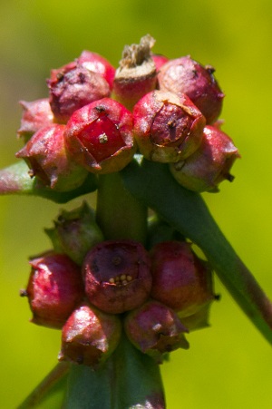 Ammannia latifolia