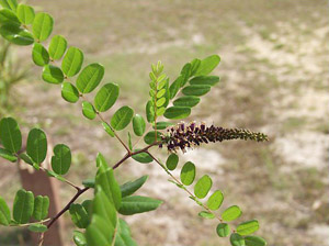 Amorpha fruticosa