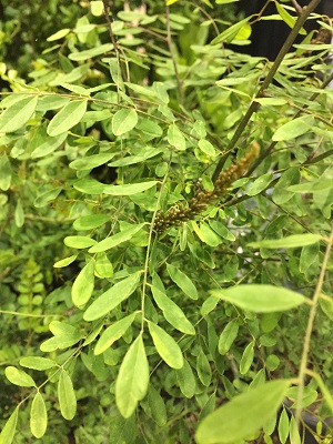 Amorpha fruticosa