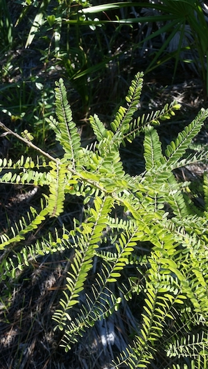 Amorpha herbacea