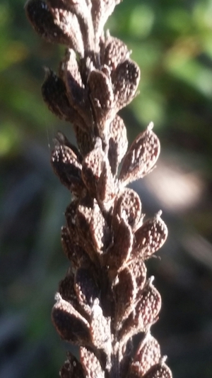 Amorpha herbacea