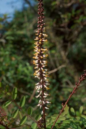 Amorpha herbacea