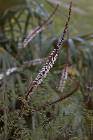 Amorpha herbacea