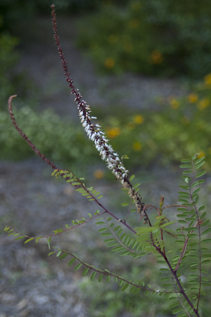 Amorpha herbacea