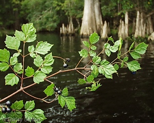 Ampelopsis arborea