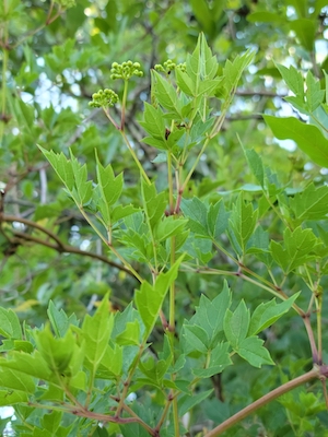 Ampelopsis arborea